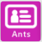 Bouton ANTS violet.png